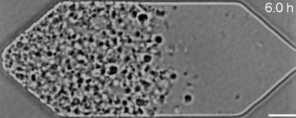 cell.jpg